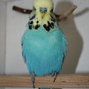Parkiet vermist Parkiet vermist