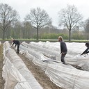 Het aspergeseizoen in beeld bij Tuinderij van der Kolk aan de Hessenweg