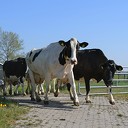Dalfser boeren laten koeien massaal in de wei lopen