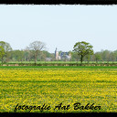 Het voorjaar kleurt geel