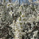 Volop lente