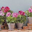 Plantenactie Hoonhorst-Wijthmen