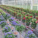 Tweede paasdag tussen de bloemen Tweede paasdag tussen de bloemen