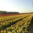 Tulpen aan de Hessenweg