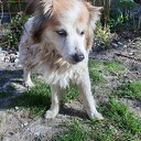 Hond gevonden Hond gevonden