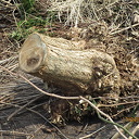 Paasbult