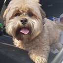 Eigenaar hond gezocht en gevonden Eigenaar hond gezocht en gevonden