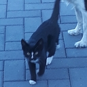 Kat vermist