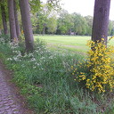 Mooie bermbloeisels