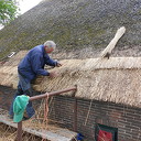 Nieuw riet voor de “Klakkelaar”