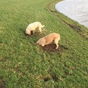 Gravende honden maken dijken kapot Gravende honden maken dijken kapot
