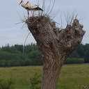 Ooievaar