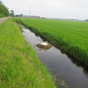 Waar veel water is zijn ook zwanen