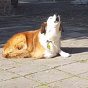 Zingende hond bij Kunst om Dalfsen Zingende hond bij Kunst om Dalfsen