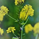 Natuurfoto’s