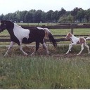 Kindermiddag bij Manege Gerner op 15 mei