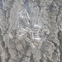 Eikenprocessierups