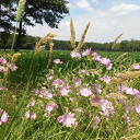 Veel biodiversiteit Veel biodiversiteit