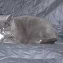 Poes weggelopen Poes weggelopen