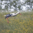Steeds meer ooievaars Steeds meer ooievaars