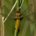 Op zoek naar insecten met IVN Zwolle