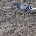 Wie is duif kwijt? Opgelost Wie is duif kwijt? Opgelost