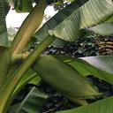Bananenplanten Bananenplanten