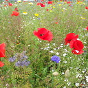 Veldbloemen-park op de Vennenberg Veldbloemen-park op de Vennenberg