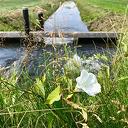 Update droogte: de regen helpt nauwelijks Update droogte: de regen helpt nauwelijks