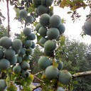 Heel veel fruit dit jaar Heel veel fruit dit jaar
