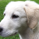 Weggelopen pup golden retriever  (update) is weer terecht!