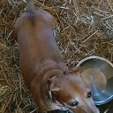 Gevonden hondje (maar is weer terug bij eigenaar) Gevonden hondje (maar is weer terug bij eigenaar)