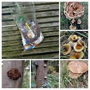 Wandeling door het Gernerbos Wandeling door het Gernerbos