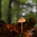 Herfst Herfst
