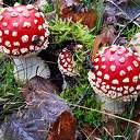 Ingezonden herfstfoto’s Ingezonden herfstfoto’s