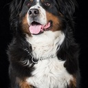 Gratis foto van je huisdier bij Welkoop