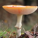 Bij deze wat herfstfoto’s