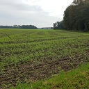 Gin foto van ut Buutenlaand, ma van Hennup Gin foto van ut Buutenlaand, ma van Hennup