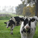 De mist trekt weg en de zon komt terug De mist trekt weg en de zon komt terug