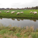 Schapen langs de Marswetering Schapen langs de Marswetering