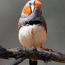 Vogelvereniging De Vogelvriend 60 jaar Vogelvereniging De Vogelvriend 60 jaar