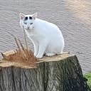 Kat vermist Kat vermist