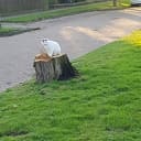 Kat terecht Kat terecht