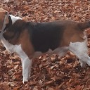 Hond is er van tussen, maar ondertussen weer terug Hond is er van tussen, maar ondertussen weer terug