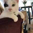 Kat was kwijt, is nu terug Kat was kwijt, is nu terug