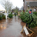 De kerstboommannen flink aan de slag