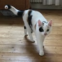 Kat gevonden, wit met vlekjes Kat gevonden, wit met vlekjes