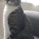 Kat niet meer vermist omgeving De Spiegel Kat niet meer vermist omgeving De Spiegel