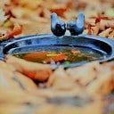 Ingezonden foto’s Ingezonden foto’s