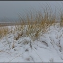 Klanken midwinterhoorn in duingebied te horen Klanken midwinterhoorn in duingebied te horen